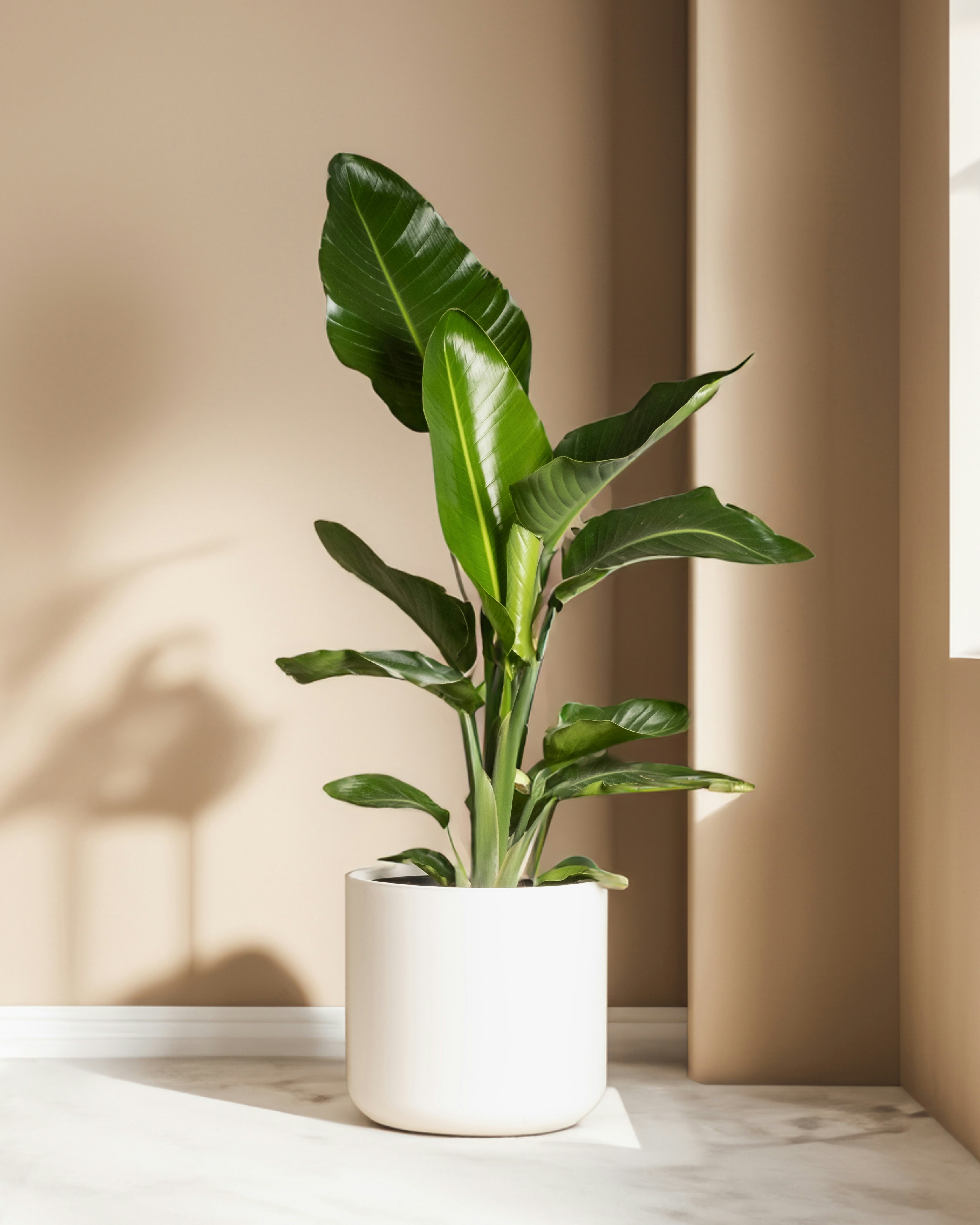 Planters and greenery
